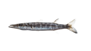 Great Barracuda - Sphyraena barracuda