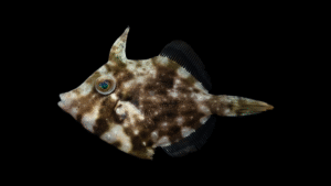 Planehead Filefish - Stephanolepis hispidus