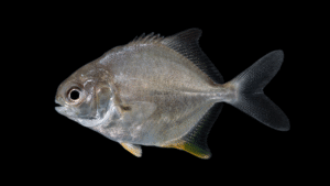 Permit - Trachinotus falcatus