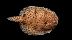 Hogchoker - Trinectes maculatus