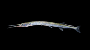Houndfish - Tylosurus crocodilus