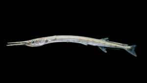 Houndfish - Tylosurus crocodilus