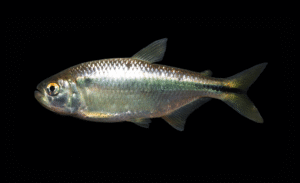 Texas Tetra - Astyanax argentatus