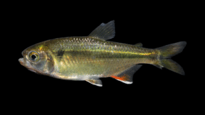 Rioverde Tetra - Astyanax rioverde
