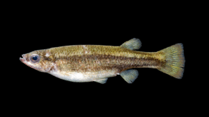 Bluetail Splitfin - Ataeniobius toweri