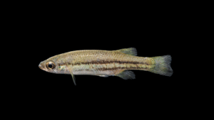 Bluetail Splitfin - Ataeniobius toweri
