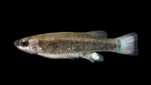 Bluetail Splitfin - Ataeniobius toweri
