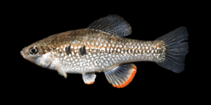 Media Luna Pupfish - Cualac tessellatus