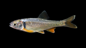 Red Shiner - Cyprinella lutrensis