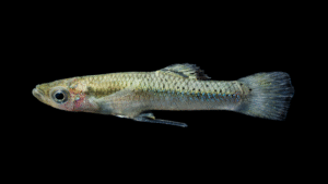 Blackfin Gambusia - Gambusia atrora