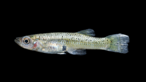 Blackfin Gambusia - Gambusia atrora