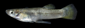 Panuco Gambusia - Gambusia panuco