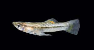 Gulf Gambusia - Gambusia vittata