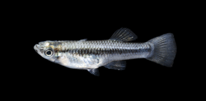 Gulf Gambusia - Gambusia vittata