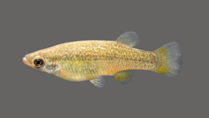 Blackfin Goodea - Goodea atripinnis