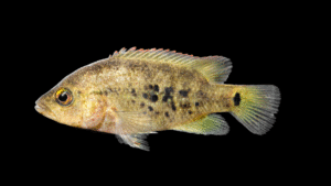 Media Luna Cichlid - Herichthys bartoni