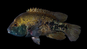 Blackcheek Cichlid - Herichthys labridens