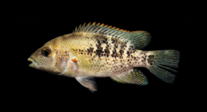 Pame Cichlid - Herichthys pame