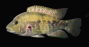 Chairel Cichlid - Herichthys pantostictus