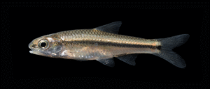 Pygmy Shiner - Notropis tropicus
