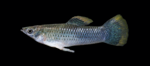 Shortfin Molly - Poecilia mexicana