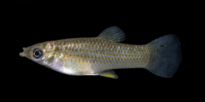 Shortfin Molly - Poecilia mexicana