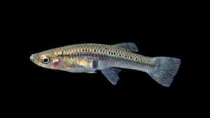Porthole Livebearer - Poeciliopsis gracilis
