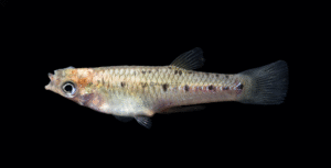 Porthole Livebearer - Poeciliopsis gracilis