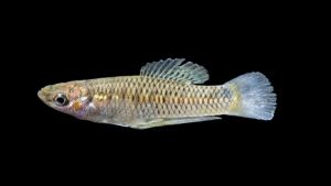 Barred Killifish - Pseudoxiphophorus jonesii