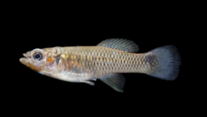 Barred Killifish - Pseudoxiphophorus jonesii