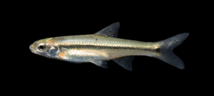 Panuco Minnow - Tampichthys catostomops