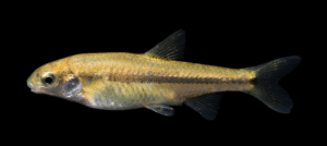 Panuco Minnow - Tampichthys catostomops