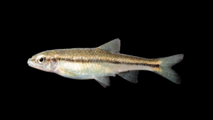 Bicolor Minnow - Tampichthys dichroma