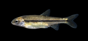 Lantern Minnow - Tampichthys ipni