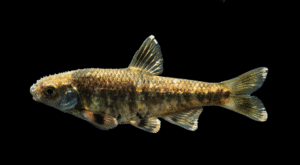 Lantern Minnow - Tampichthys ipni
