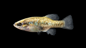 Relict Splitfin - Xenoophorus captivus