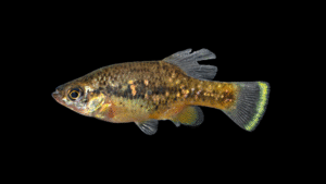 Jeweled Splitfin - Xenotoca variata_male