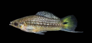Delicate Swordtail - Xiphophorus cortezi