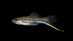 Green Swordtail - Xiphophorus hellerii