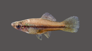 Green Swordtail - Xiphophorus hellerii