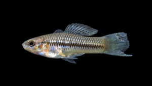 Pygmy Swordtail - Xiphophorus pygmaeus
