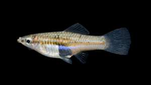 Pygmy Swordtail - Xiphophorus pygmaeus