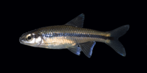 Chubsucker Minnow - Tampichthys erimyzonops