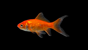 Goldfish - Carassius auratus