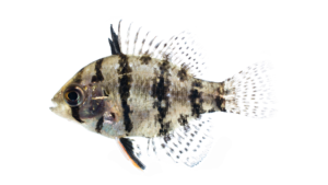 Blackbanded Sunfish- Enneacanthus chaetodon