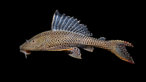 Amazon Sailfin Catfish - Pterygoplichthys pardalis